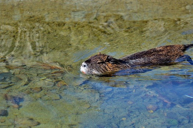 Free download nutria beaver rat rodent water rat free picture to be edited with GIMP free online image editor