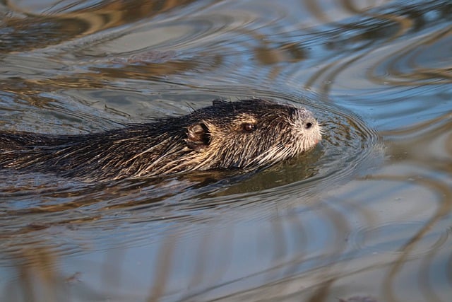 Bezpłatne pobieranie nutrii beaver rat swim coypu darmowe zdjęcie do edycji za pomocą bezpłatnego edytora obrazów online GIMP