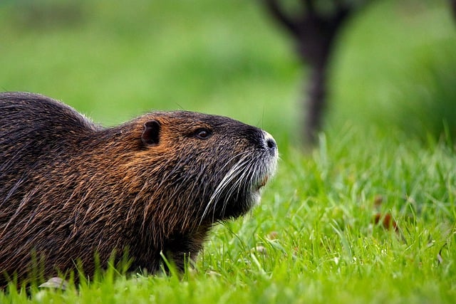 Free download nutria rodent animal wildlife free picture to be edited with GIMP free online image editor