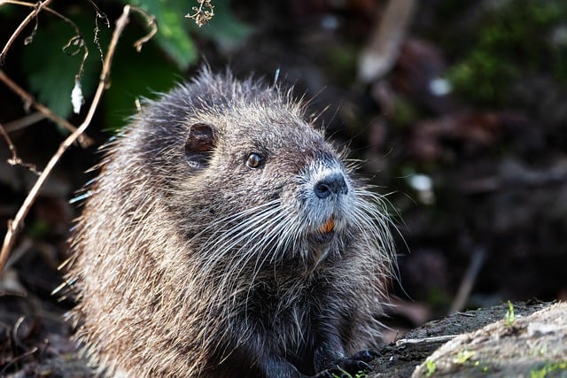 Free download nutria rodent coypu free picture to be edited with GIMP free online image editor