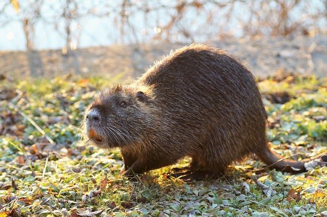 Free download nutria water rat mammal free picture to be edited with GIMP free online image editor