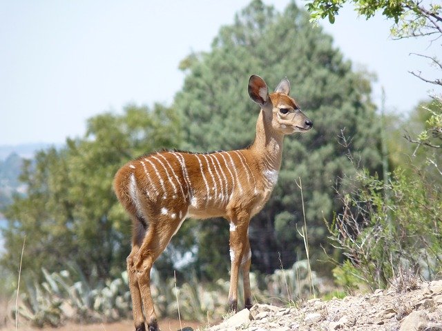 Gratis download Nyala Antelope Mammal - gratis gratis foto of afbeelding om te bewerken met GIMP online afbeeldingseditor