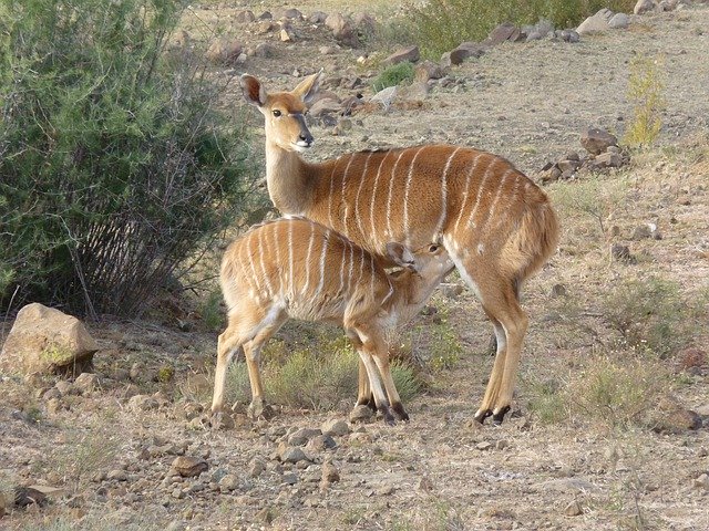 Free download Nyala Mother Child -  free free photo or picture to be edited with GIMP online image editor