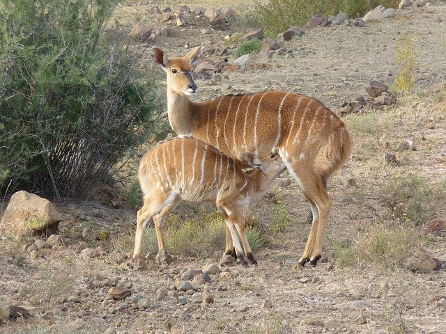 Nyala Mother Child 무료 다운로드 - 무료 사진 또는 김프 온라인 이미지 편집기로 편집할 수 있는 사진