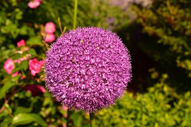 Nyc Botanical Garden Landscape 무료 다운로드 - 무료 사진 또는 김프 온라인 이미지 편집기로 편집할 수 있는 사진