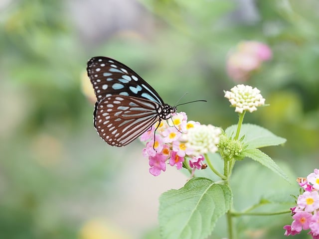 Free download nymphalidae butterfly insect wing free picture to be edited with GIMP free online image editor