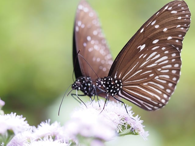 Free download nymphalidae butterfly natural free picture to be edited with GIMP free online image editor