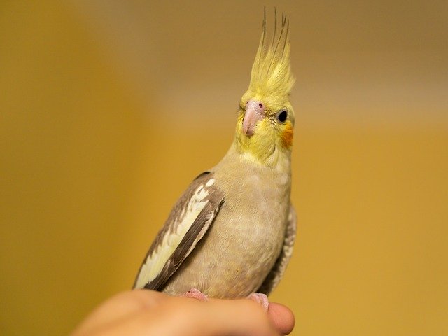 Muat turun percuma Nymph Bird Cockatoo - foto atau gambar percuma untuk diedit dengan editor imej dalam talian GIMP