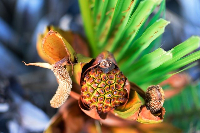 ດາວໂຫລດຟຣີ Nypa Brown Palm - ຮູບພາບຫຼືຮູບພາບທີ່ບໍ່ເສຍຄ່າເພື່ອແກ້ໄຂດ້ວຍບັນນາທິການຮູບພາບອອນໄລນ໌ GIMP