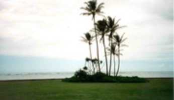 Free download Oahu Palms free photo or picture to be edited with GIMP online image editor