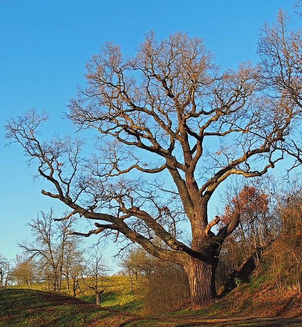 Free download oak 650 years old evening free picture to be edited with GIMP free online image editor