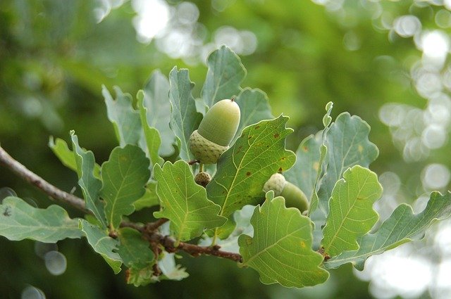 Free download Oak Acorn -  free photo or picture to be edited with GIMP online image editor