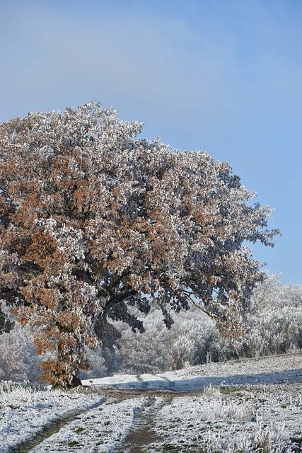 Scarica gratuitamente l'immagine gratuita di quercia fredda a meno gradi invernali da modificare con l'editor di immagini online gratuito GIMP