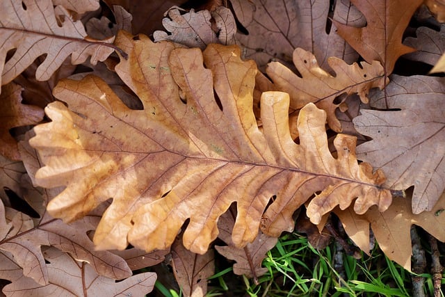 Free download oak leaf hungarian oak dry leaf free picture to be edited with GIMP free online image editor