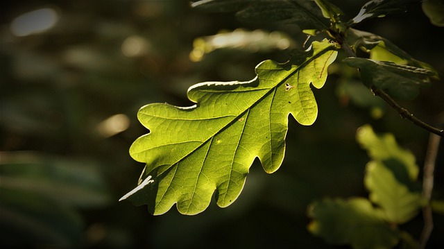 Free download oak leaf nature landscape free picture to be edited with GIMP free online image editor