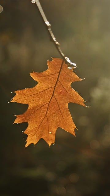 Free download oak leaf twig tree plant fall free picture to be edited with GIMP free online image editor