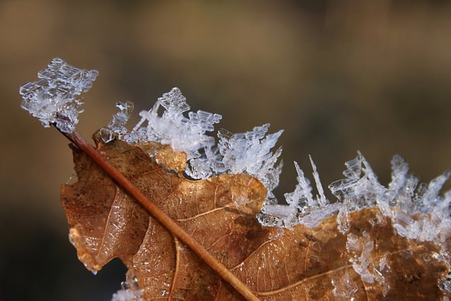 Free download oak leaf winter frost ice free picture to be edited with GIMP free online image editor