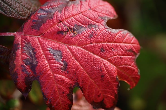 Free download oak leaved hydrangea red leaf free picture to be edited with GIMP free online image editor
