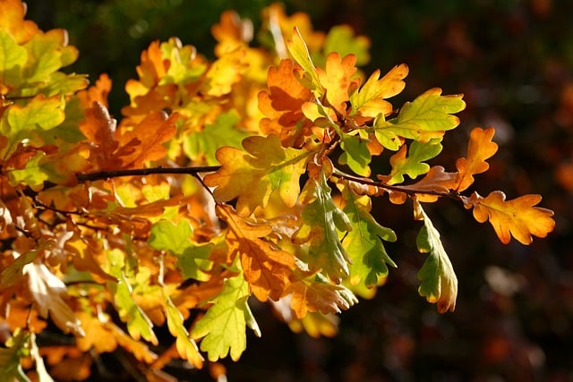 Free download oak leaves autumn foliage plant free picture to be edited with GIMP free online image editor