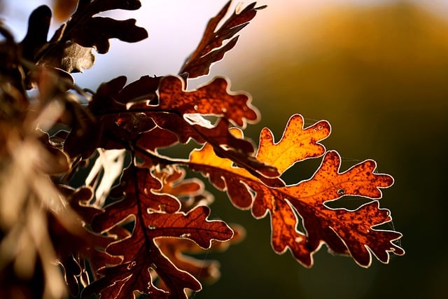 Free download oak leaves fall autumn tree free picture to be edited with GIMP free online image editor