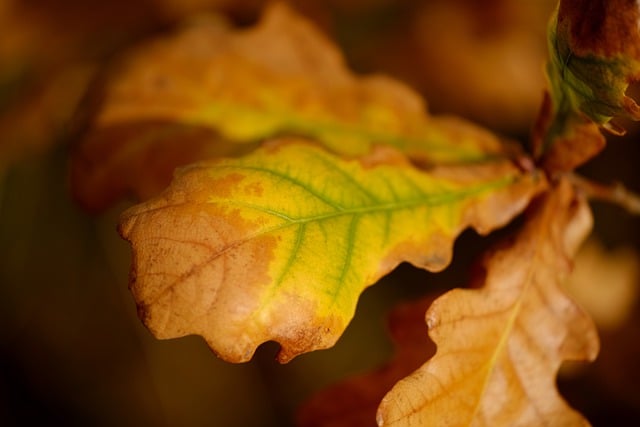 Free download oak leaves foliage plant trees free picture to be edited with GIMP free online image editor