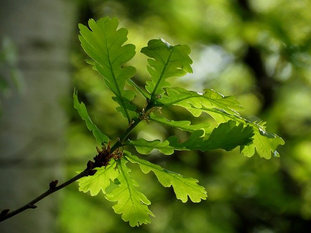 Descarga gratuita Oak Leaves Green - foto o imagen gratuita para editar con el editor de imágenes en línea GIMP