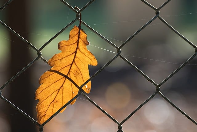 Free download oak leaves oak leaf fence free picture to be edited with GIMP free online image editor