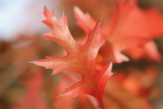 Free download oak oak leaves oak leaf red leaf free picture to be edited with GIMP free online image editor