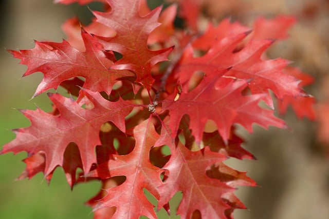 Free download oak oak leaves red leaves free picture to be edited with GIMP free online image editor