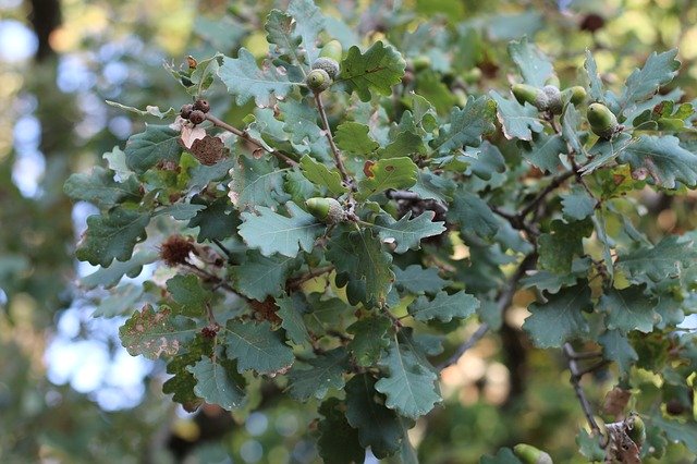 Free download Oak Tree Nature -  free photo or picture to be edited with GIMP online image editor