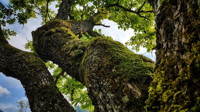 Free download Oak Tree Nature Bosnia And -  free photo or picture to be edited with GIMP online image editor