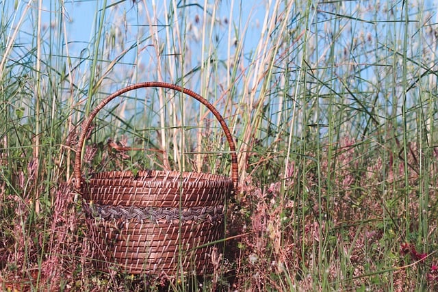 Free download oat oat field basket spike field free picture to be edited with GIMP free online image editor
