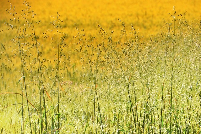 Free download oats cereals agriculture seeds free picture to be edited with GIMP free online image editor