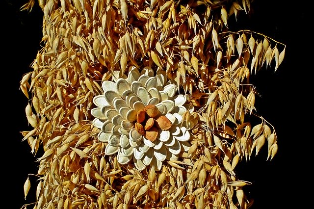 Descărcare gratuită Oats Corn Grains - fotografie sau imagini gratuite pentru a fi editate cu editorul de imagini online GIMP