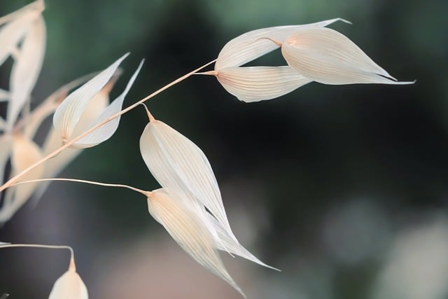 Free download oat spikelets field oat field free picture to be edited with GIMP free online image editor
