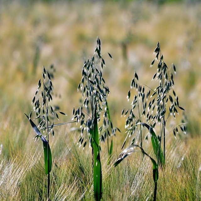 무료 다운로드 Oats Seeds Food - 무료 사진 또는 GIMP 온라인 이미지 편집기로 편집할 수 있는 사진