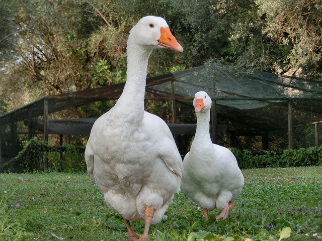 Free download Oca Geese Animals -  free photo or picture to be edited with GIMP online image editor