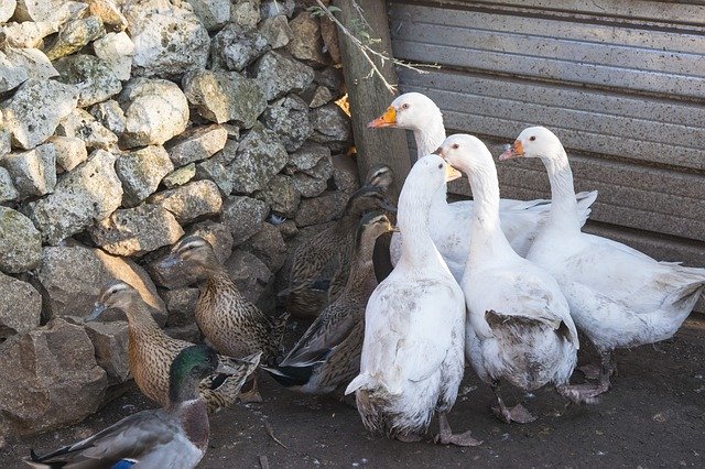 Descărcare gratuită Oca Nature Bestiama - fotografie sau imagine gratuită pentru a fi editată cu editorul de imagini online GIMP