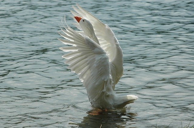 ดาวน์โหลดฟรี Oca Palmipedo The Bird - รูปถ่ายหรือรูปภาพฟรีที่จะแก้ไขด้วยโปรแกรมแก้ไขรูปภาพออนไลน์ GIMP