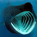 Ocean Basking Shark  screen for extension Chrome web store in OffiDocs Chromium