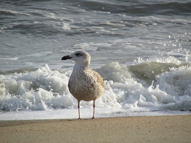 Free download Ocean Beach Seagull -  free photo or picture to be edited with GIMP online image editor