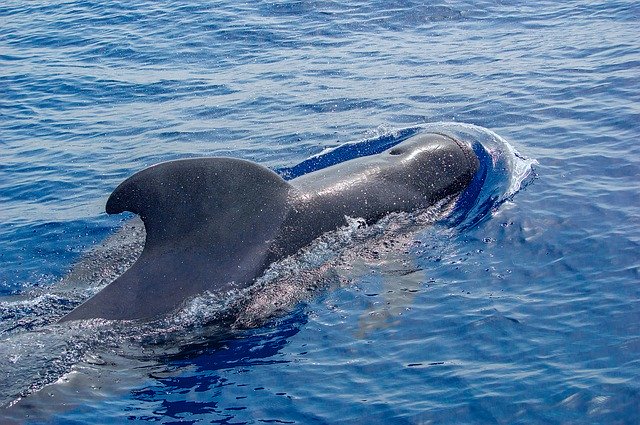 Descărcare gratuită Ocean Dolphin Sea - fotografie sau imagini gratuite pentru a fi editate cu editorul de imagini online GIMP