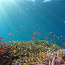 Oceanfish Theme  screen for extension Chrome web store in OffiDocs Chromium