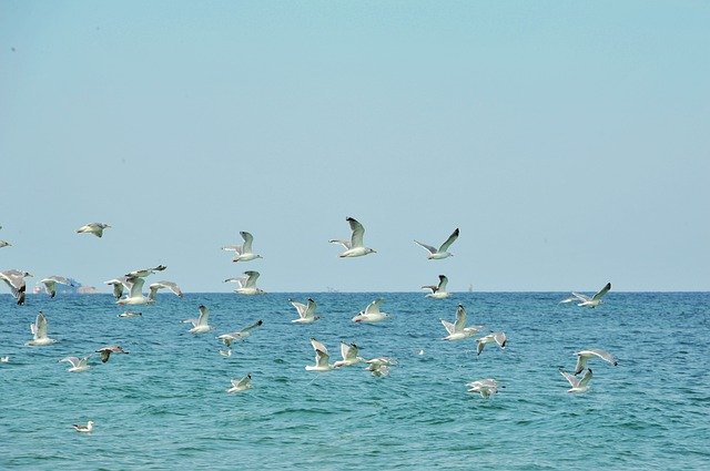 Free download ocean seagull birds water wing free picture to be edited with GIMP free online image editor