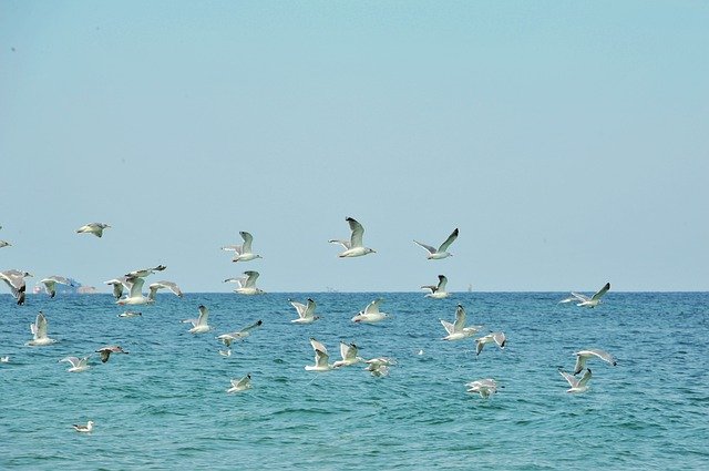 ດາວ​ໂຫຼດ​ຟຣີ​ຮູບ​ພາບ​ນົກ seagull ມະ​ຫາ​ສະ​ຫມຸດ​ທີ່​ມີ​ປີກ​ຟຣີ​ທີ່​ຈະ​ໄດ້​ຮັບ​ການ​ແກ້​ໄຂ​ທີ່​ມີ GIMP ບັນນາທິການ​ຮູບ​ພາບ​ອອນ​ໄລ​ນ​໌​ຟຣີ​