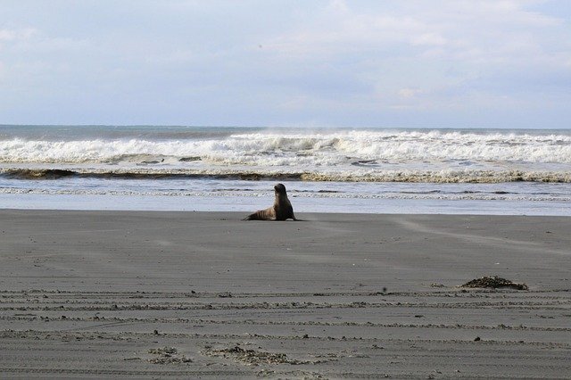 Ocean Shores Beach Sea 무료 다운로드 - 김프 온라인 이미지 편집기로 편집할 수 있는 무료 사진 또는 그림