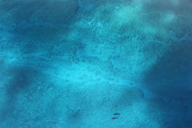 ดาวน์โหลดฟรี Ocean Whales Whale - ภาพถ่ายหรือรูปภาพฟรีที่จะแก้ไขด้วยโปรแกรมแก้ไขรูปภาพออนไลน์ GIMP