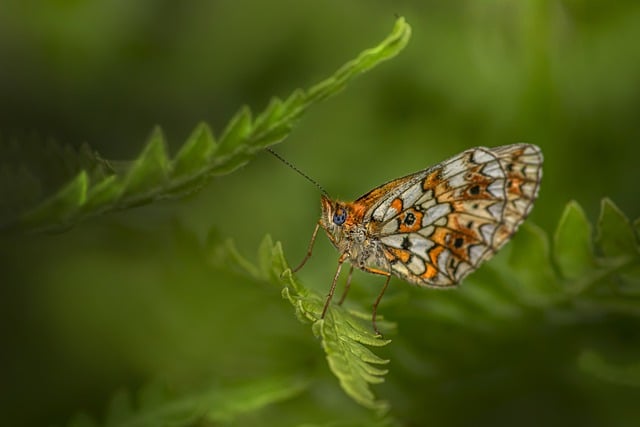 Free download ocellate bog fritillary butterfly free picture to be edited with GIMP free online image editor