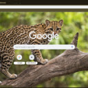 Ocelot  screen for extension Chrome web store in OffiDocs Chromium