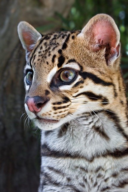 ດາວໂຫຼດຟຣີ ocelot feline animal mini jaguar free picture to be edited with GIMP free online image editor